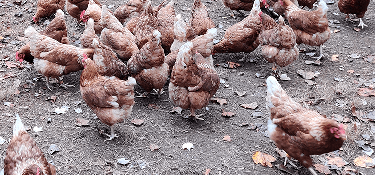 Eggy Tales Farm