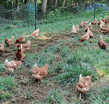 Eggy Tales Farm