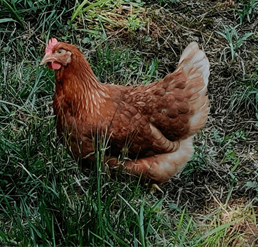 Eggy Tales Farm