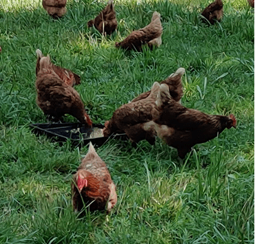 Eggy Tales Farm