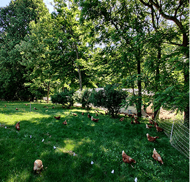 Eggy Tales Farm