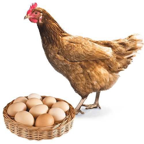 eggytales